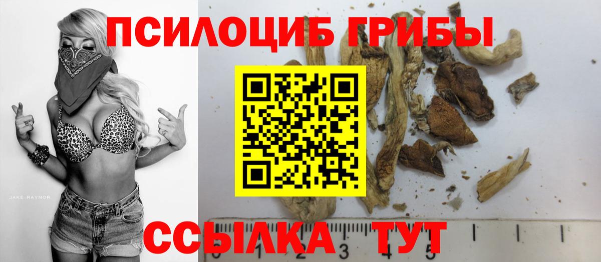 Псилоцибиновые грибы Psilocybe Красногорск